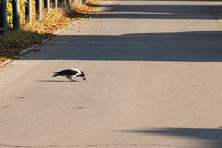 road, crow, nut, bird, carrion crow, hooded crow, raven bird