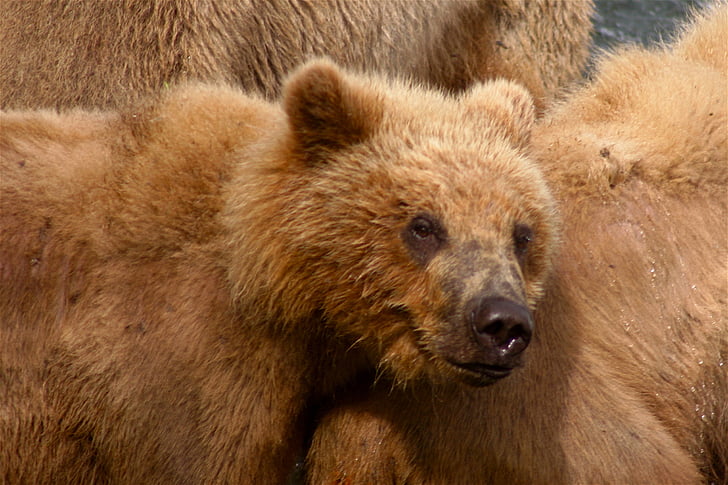 Kodiak bærer, Bjørn, Predator, dyr, bjørne, cub, bear cub