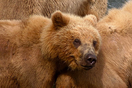 urso de Kodiak, urso, predador, animal, ursos, filhote, filhote de urso