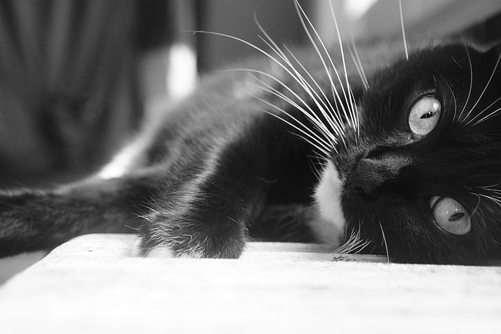 cat, black, white, animal, cat eyes, black white, nature