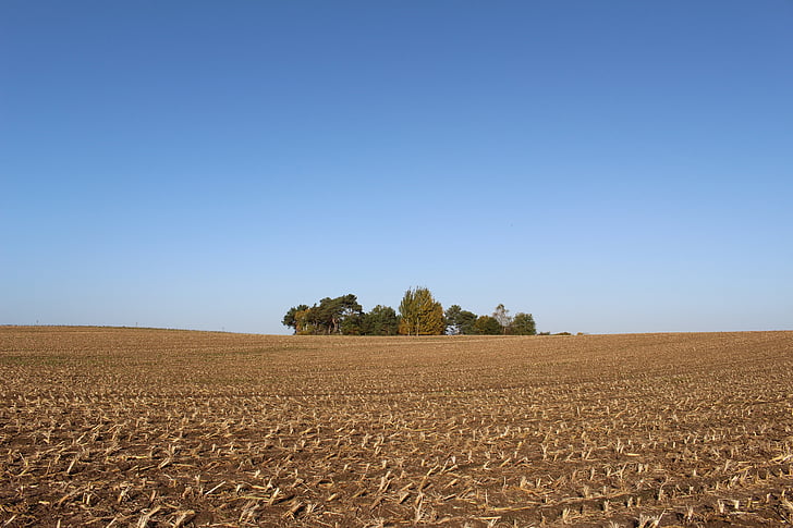 kukuřičné pole, sklizeň, podzim, Les, waldoase, zlatý podzim, pole