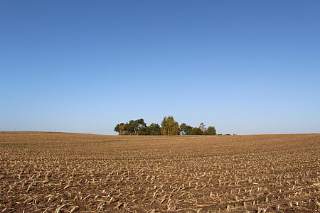 polje kukuruza, žetva, jesen, šuma, Waldoase, Zlatna jesen, polje