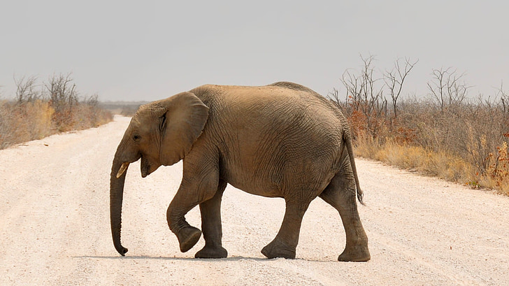 слон, бебе слон, Африка, Намибия, природата, сухо, Heiss