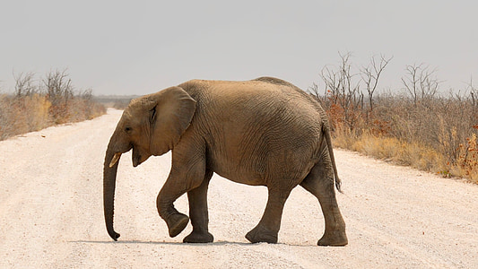 elefánt, Baby elefánt, Afrika, Namíbia, természet, száraz, Heiss