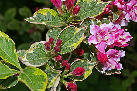 weigela, bush, flowering shrub, bi color, garden, flower bed, pink flowering