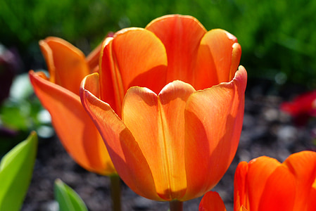 Tulip, oransje, gjennomgang