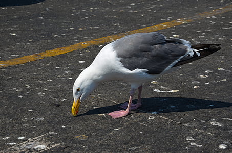 seagull, usa, bird, america, california, fishermans wharf, port quarter