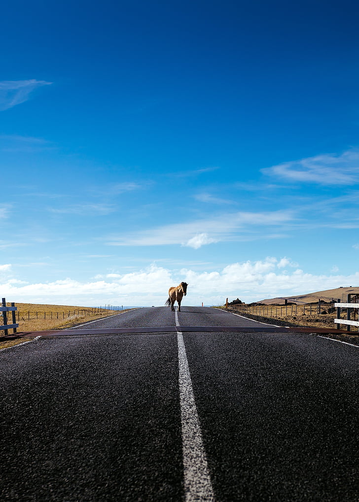 horse, animal, brown, road, clouds, sky, grass