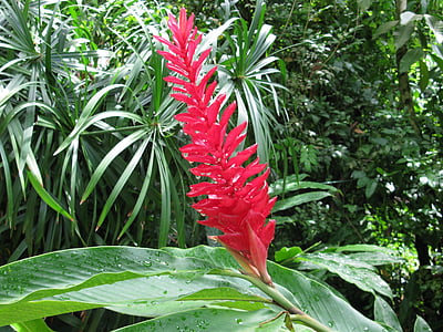 ginger, red, torch, flower, tropical, plant, bloom