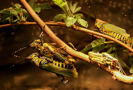 barbecue, grasshoppers, grasshopper, insect, viridissima, nature, animal