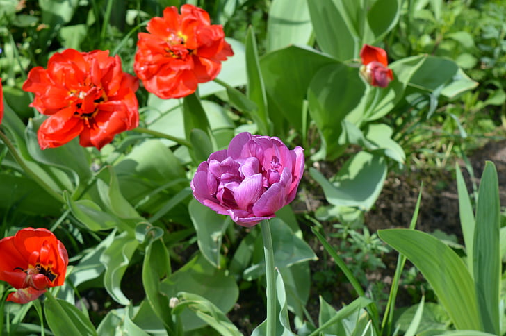 tulips, flower bed, flowers, pink, lilac, red, terry