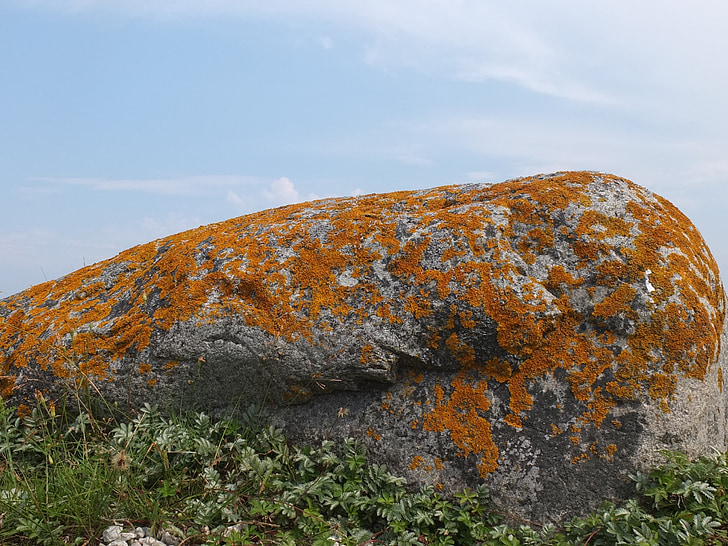batu, Lumut, alam, Swedia, Gotland