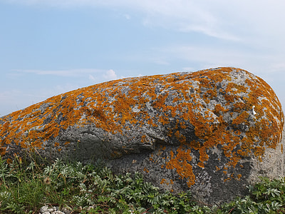 sten, Moss, natur, Sverige, Gotland