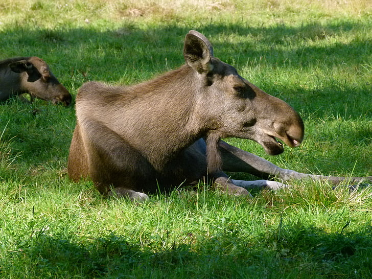 Hart, zvířata v parku, Ähtäri, Zoo, zvíře, tráva, Příroda