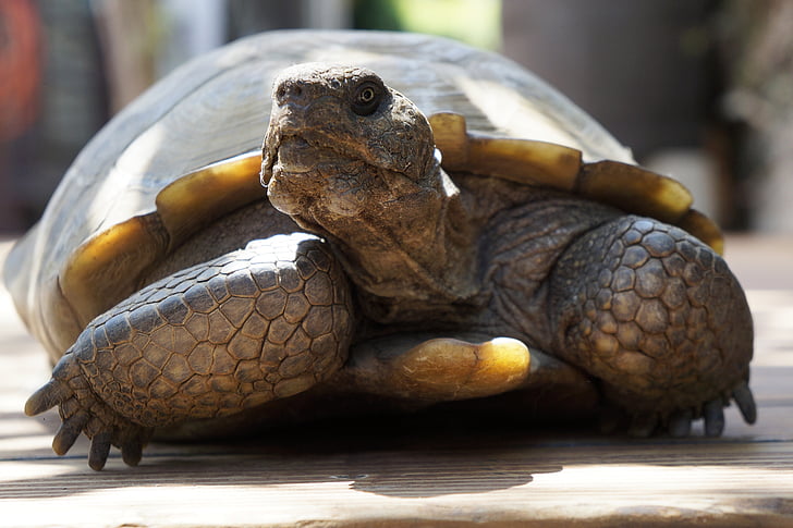 tortoise, desert tortoise, at rest, old age