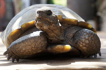 schildpad, woestijn schildpad, in rust, ouderdom