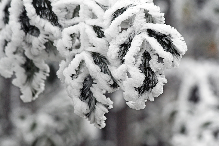mùa đông, đông lạnh, đóng băng, da trắng, Frost, lạnh, chi nhánh