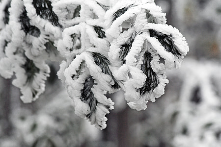 Vinter, frosset, glasur, hvite, Frost, kalde, grener