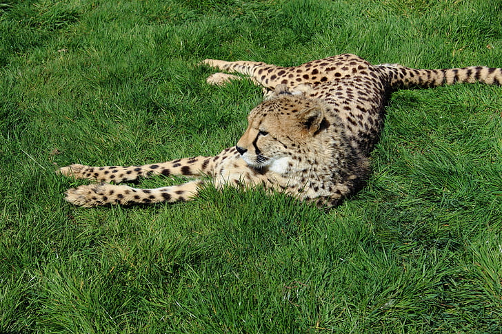Гепард, кошка, животное, Природа, Дикая природа, млекопитающее, Африка