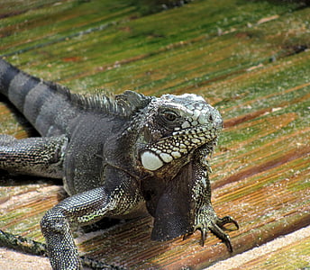 iguana, lizard, animal, reptile, nature, animal world, dragon