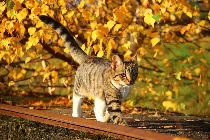 kaķis, rudens, atstāj, kaķēns, rudenī zaļumiem, daba, mājas kaķis
