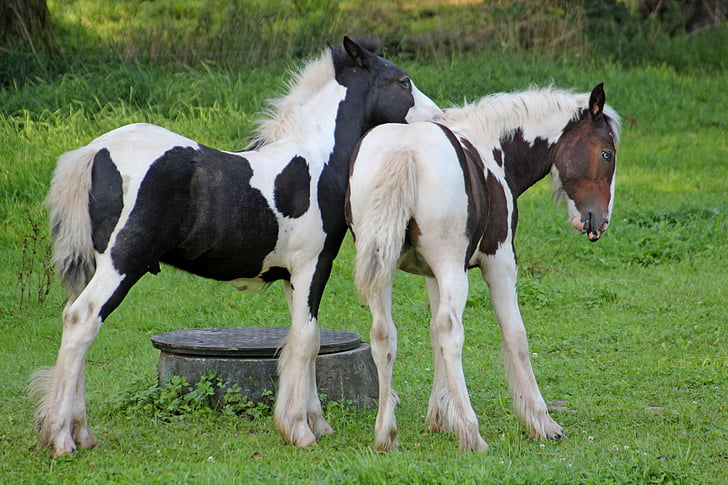 arkliai, ponis, mielas, friends, mažų arklių veislė, mova