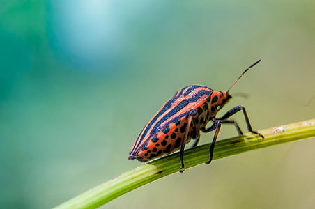 bug, verde, insetto, natura, animale, macro, Scarabeo
