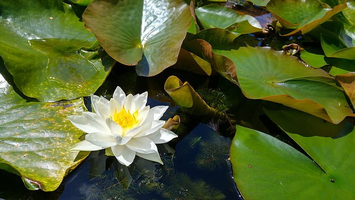 lily, water lily, flower, water plant, water flower, pond, white