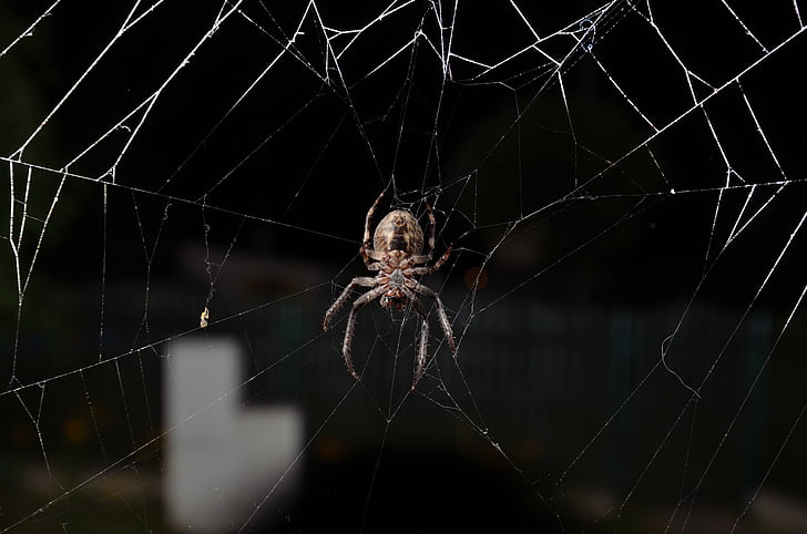 spider, insect, cobweb, spider Web, nature, animal, arachnid