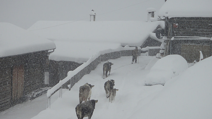 zimowe, blast zima, Dolina Safien, Szwajcaria, krowy, Almabtrieb, tradycja