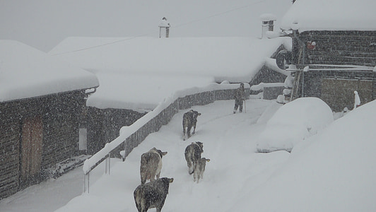 Zima, Zimski udar, safien dolina, Švicarska, krave, almabtrieb, tradicija