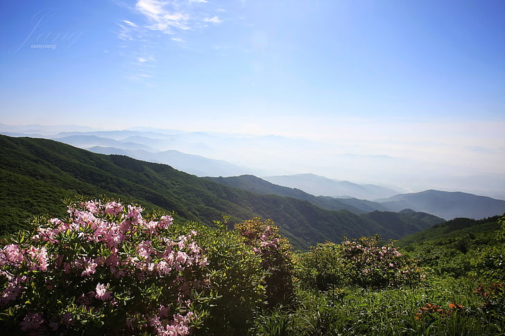 Huang mei shan, pomlad, Azalea, narave, gorskih, na prostem, krajine