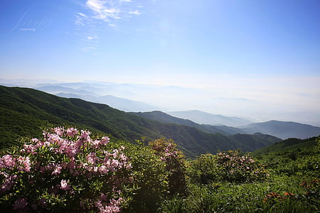 Huang mei shan, våren, Azalea, natur, fjell, utendørs, landskapet