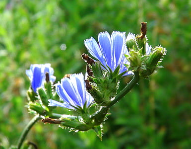 xicoira, flors, blau, flor de color blau, natura, primavera