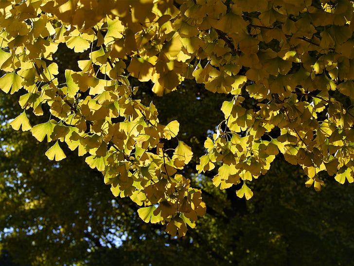 žluté listy, strom Ginkgo, Jinan dvoulaločný, červená, Huang, zelená, větev