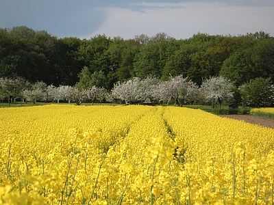 field of rapeseeds, spring, landscape, field, yellow, nature, arable
