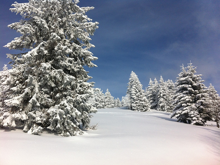 musim dingin, salju, cemara, Alsace, musim dingin, musim dingin, impian musim dingin