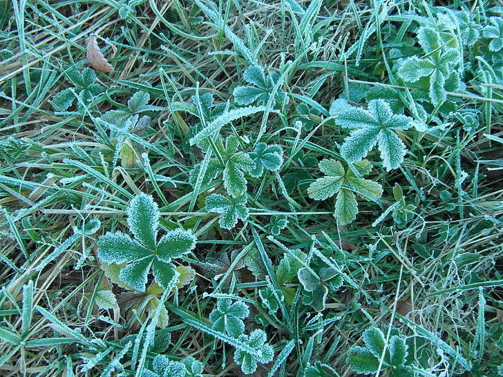 rimfrost, efterår, blade, ENG, frosne, Frost, november