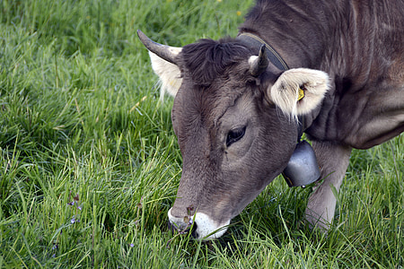 крава, едър рогат добитък, бозайник, животните, Селско стопанство, пасат, краве мляко