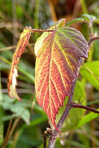 brombeerblatt, hoja, BlackBerry, colorido, rojo, verde, otoño