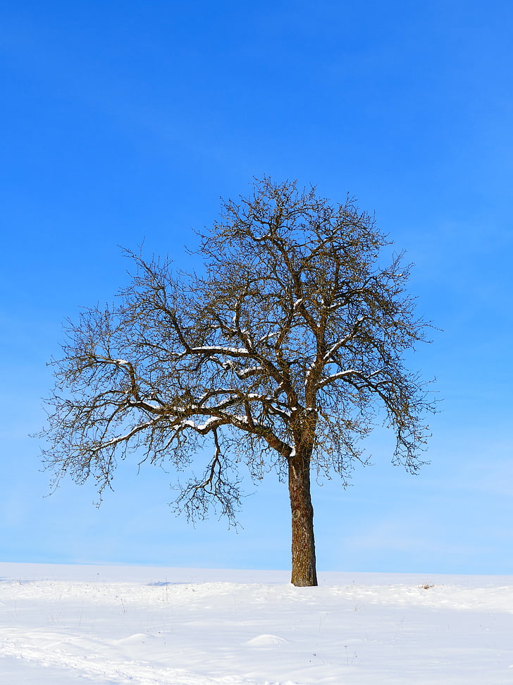 arbre, l'hivern, neu, natura, hivernal, paisatge, cel