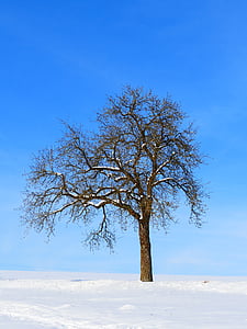 δέντρο, Χειμώνας, χιόνι, φύση, χειμερινές, τοπίο, ουρανός