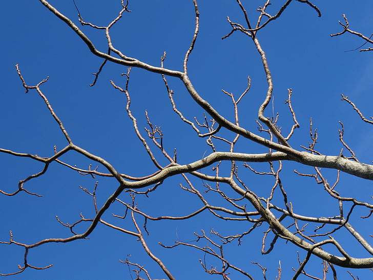 langit biru, cabang, di luar rumah, langit, pohon