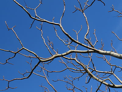 Sky, arbre, organique, Agriculture, à l’extérieur, environnement, branches