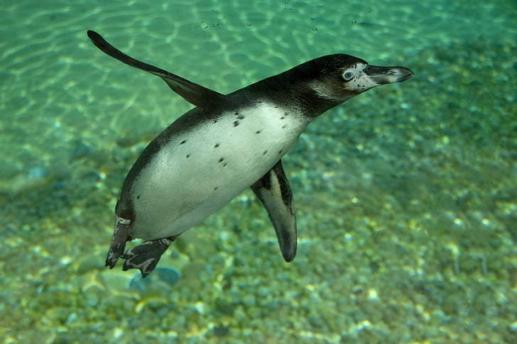 pinguim, Humboldt, animal, pássaro, submarino, aquário, natação