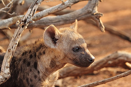 filhote de hiena, hiena, predador, vida selvagem, animal, África, natureza