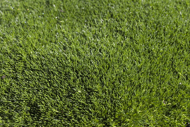 iarba, textura, verde, Lunca, structura, Rush, fundal