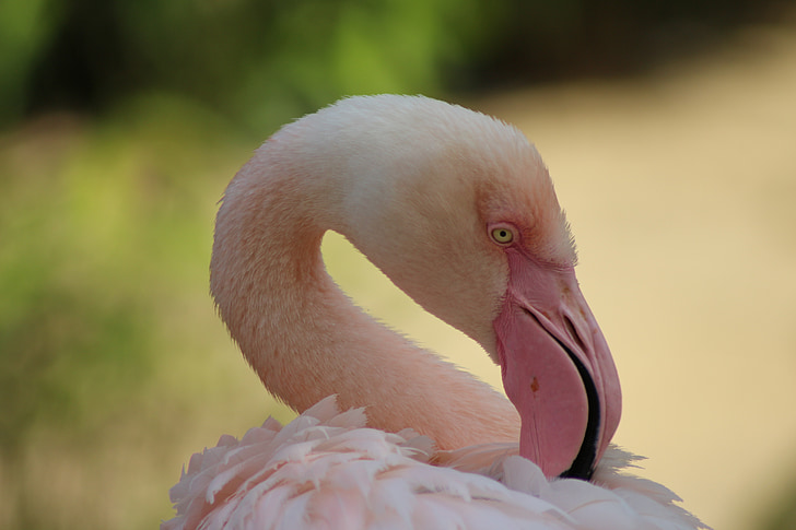 zoo, flamingo, bird