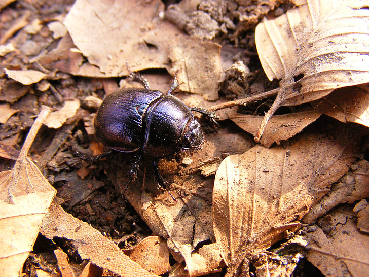 beetle, dung, three stone, beech hg, forest, nature, foliage