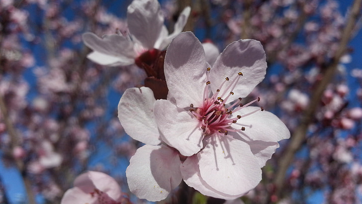 Blossom, Plum tree, forår, blomst, hvid, blomstrende, PETAL
